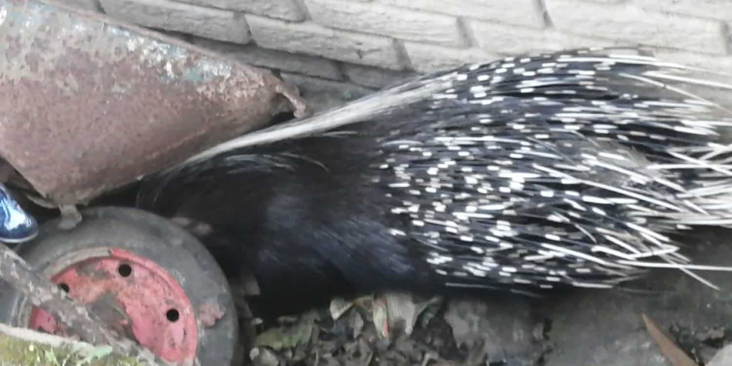 Unusual wildlife encounter as porcupine spotted roaming PMB suburb