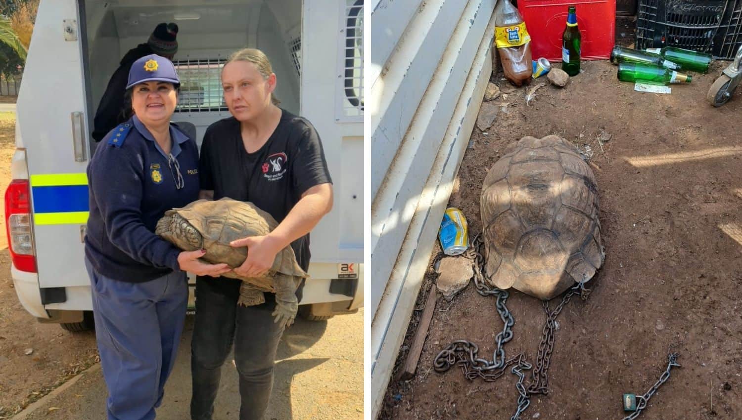 Chained and starving: Endangered tortoise rescued in shebeen raid