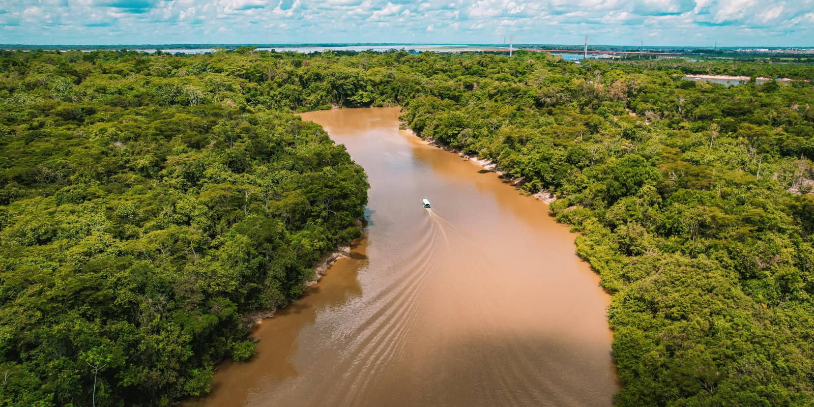 Amazon rainforest ‘under attack’ from organized crime
