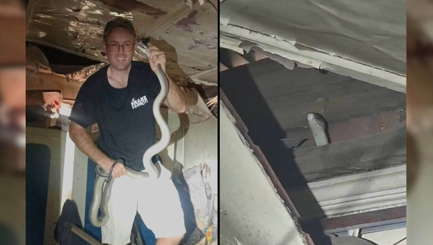 Black mamba drops from ceiling in dramatic Durban snake rescue