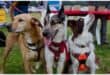 It's time for the annual Hills 1000 Paws Walk in aid of the SPCA. Photo: Jen Miller