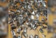 150 live venomous scorpions found in a man's luggage at Cape Town international airport. Photo: SAPS Facebook