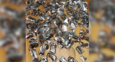150 live venomous scorpions found in a man's luggage at Cape Town international airport. Photo: SAPS Facebook