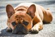 SPCA appeals for kennel repairs as new boarding service launches