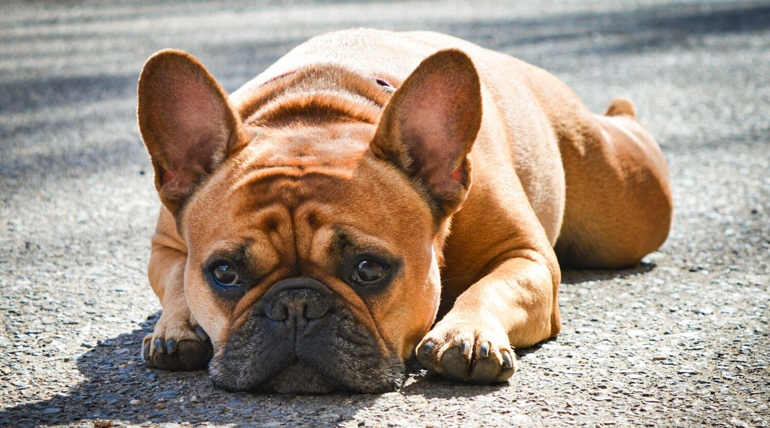 From Shiba Inu to French Bulldog: the lifetime cost of owning a dog