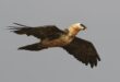 A bearded vulture in flight. Photo: Pexels