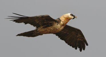 A bearded vulture in flight. Photo: Pexels