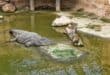 A crocodile in an enclosure for illustrative purposes. Photo: Pexels