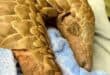 A rescued pangolin, named Kito, is on the road to recovery. Photo: Wendy Willson