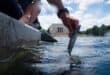 A visitor lifts a piece of sealant that has become detached from the Lincoln Memorial reflecting pool, in Washington, D.C., U.S., on June 19, 2026. Photo: AFP