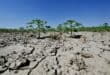 This picture shows dry soil in a sunflower field near the Po River Delta at Scardovari, Italy, northeast Italy, on June 26, 2026. Photo: AFP