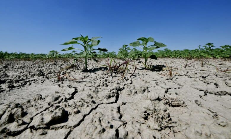 This picture shows dry soil in a sunflower field near the Po River Delta at Scardovari, Italy, northeast Italy, on June 26, 2026. Photo: AFP