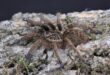The blue-footed baboon spider is vulnerable to wildlife trafficking. Photo: iNaturalist
