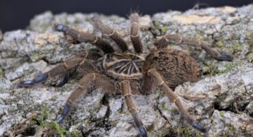 The blue-footed baboon spider is vulnerable to wildlife trafficking. Photo: iNaturalist