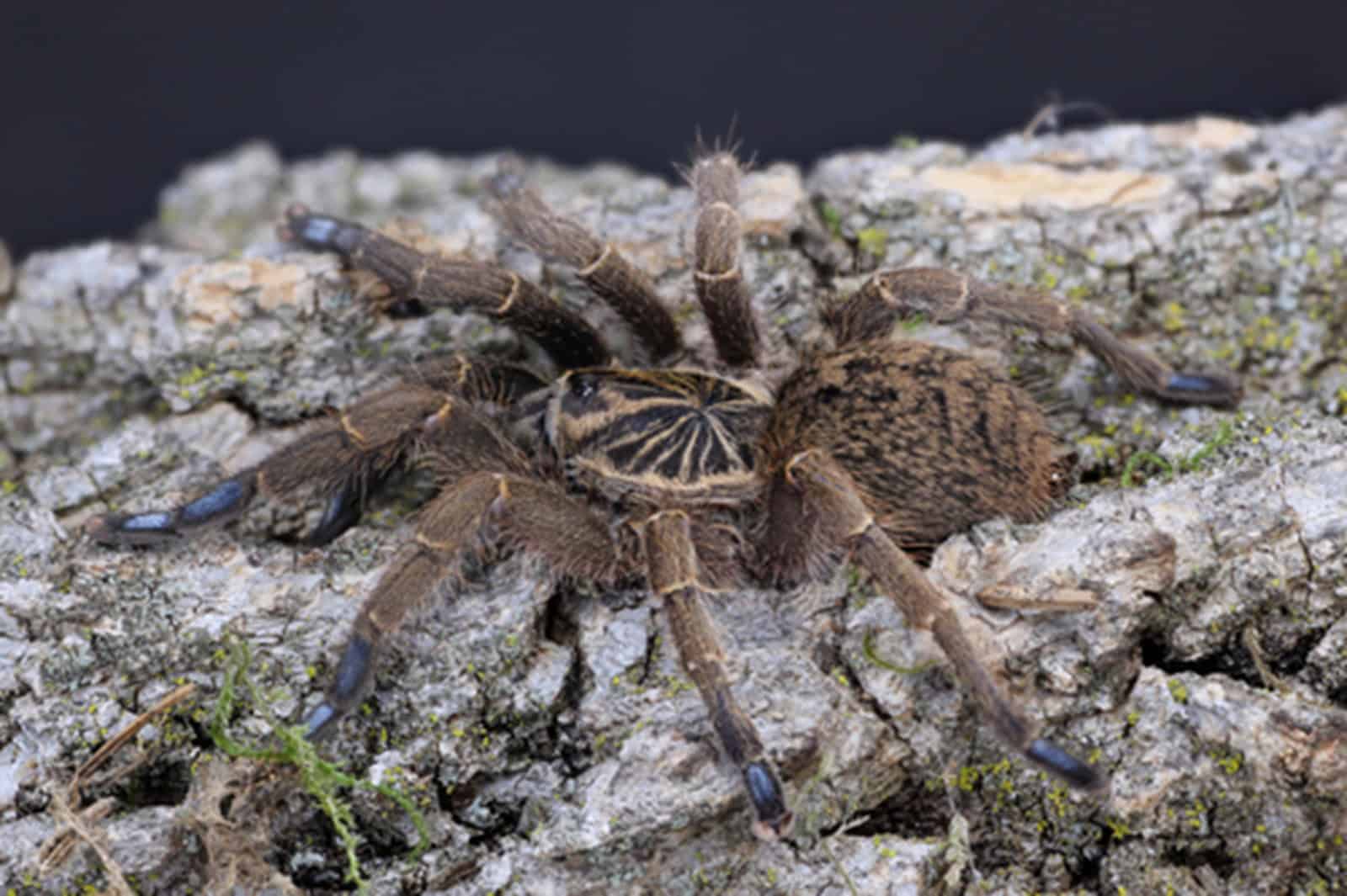 Rare blue-footed baboon spider caught in crosshairs of illegal pet trade