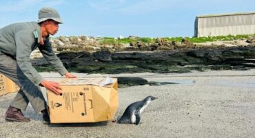 Benny the African Penguin released after months recouping at the South African Marina Biological Research centre (SAAMBR)
