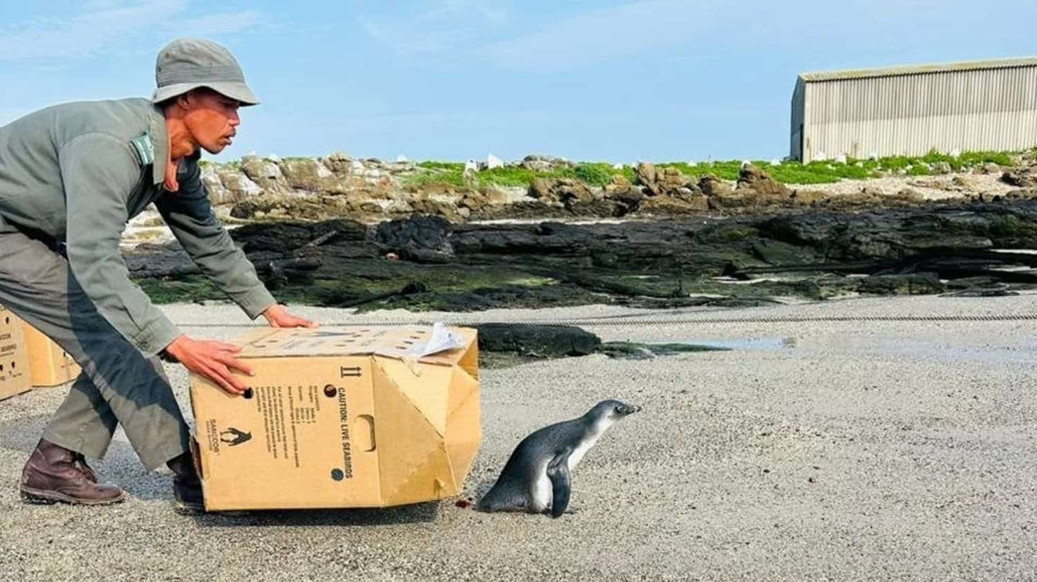 Benny the penguin returns to the wild after rescue on South Coast