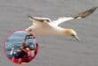A Cape Gannet in flight. Insert: an NSRI member holds the Cape Gannet ready to be released after a stint in the care of the Centre for Rehabilitation of Wildlife (C.R.O.W.). Photo: Pexels/NSRI