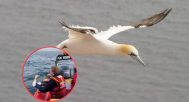 A Cape Gannet in flight. Insert: an NSRI member holds the Cape Gannet ready to be released after a stint in the care of the Centre for Rehabilitation of Wildlife (C.R.O.W.). Photo: Pexels/NSRI