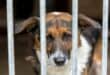 A dog behind bars. Photo: Pexels