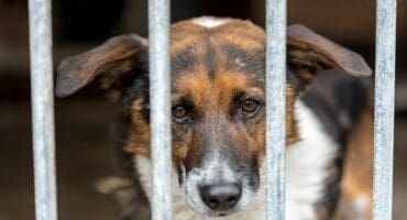 A dog behind bars. Photo: Pexels