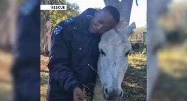 A screengrab of NSPCA inspector, Kabelo Ditlhanke, with Lily, the rescued donkey. Photo: NSPCA