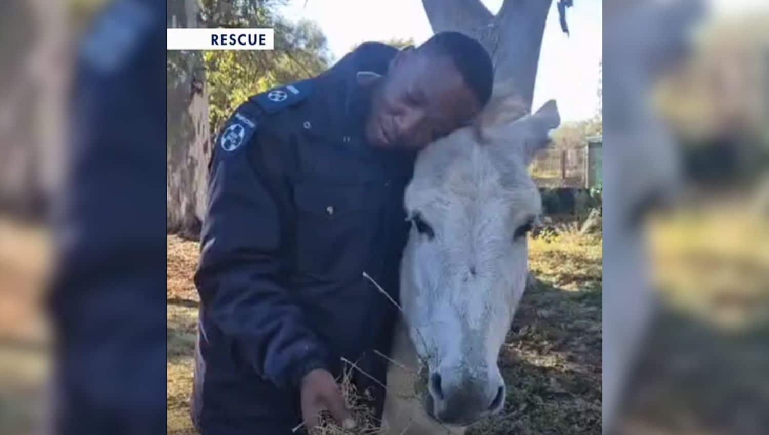 WATCH | SPCA rescues donkey after abuse video sparks investigation