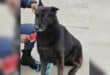 K9 Floppy who has gone missing while on duty. Photo SAPS Facebook