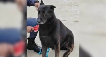 K9 Floppy who has gone missing while on duty. Photo SAPS Facebook