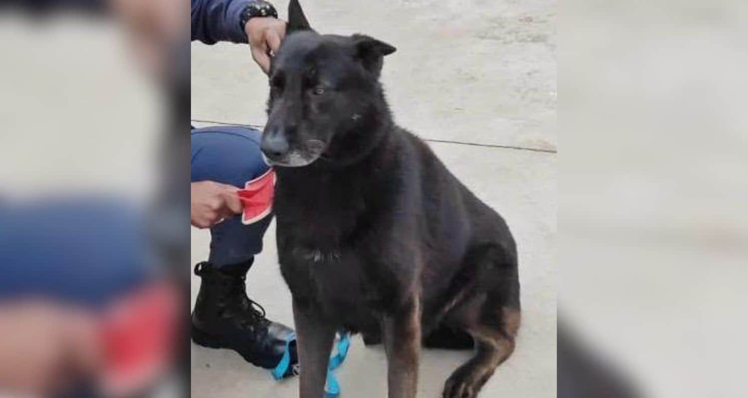Three armed suspects on the run, police K9 disappears during pursuit