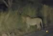 The male lion was seen on the R66 at the turn-off to Vryheid on Sunday night, 7 June Photo: Stembiso Gazu/Ezemvelo KZN Wildlife/Facebook