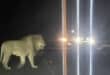 Lion sighted roaming on the R66 on Sunday evening Photo: sthembiso.gazu5/TikTok