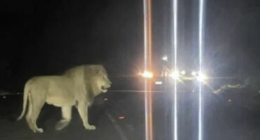 Lion sighted roaming on the R66 on Sunday evening Photo: sthembiso.gazu5/TikTok