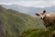 A sheep grazing on grass in the mountains. Photo: Pexels