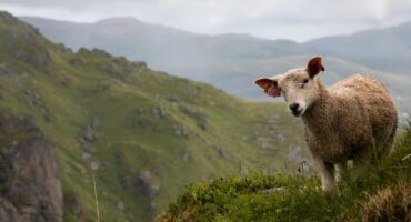A sheep grazing on grass in the mountains. Photo: Pexels