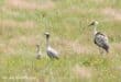 The hybrid chick when he was at an estimate of four to five weeks old sticking to blue crane mother's side. Photo: Jacquie van der Westhuizen
