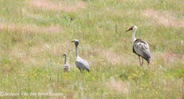 The hybrid chick when he was at an estimate of four to five weeks old sticking to blue crane mother's side. Photo: Jacquie van der Westhuizen