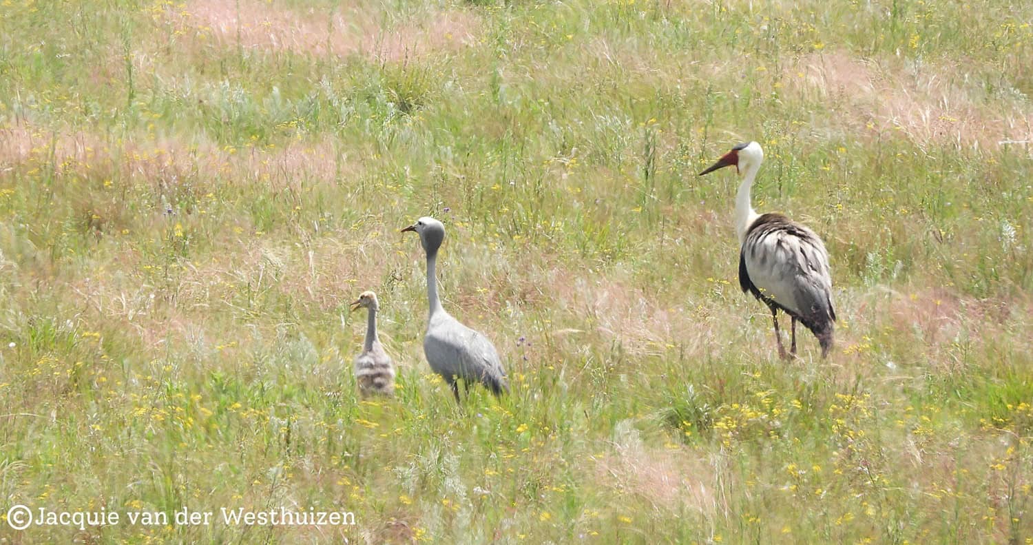 PICS | ‘Quite special’: EWT documents rare hybrid crane chick