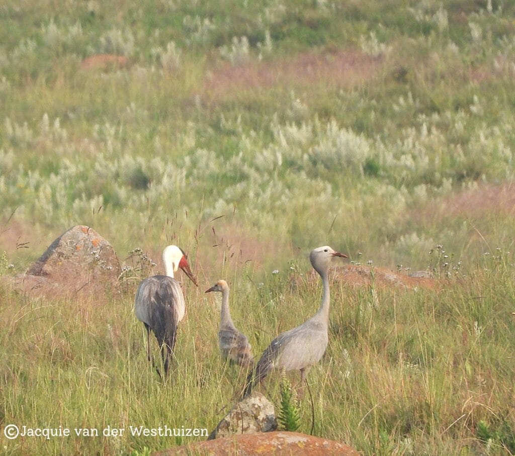 The hybrid fledgling at an estimated 10 weeks old walking between its parents, a wattled father and a blue crane mother. Photo: Jacquie van der Westhuizen