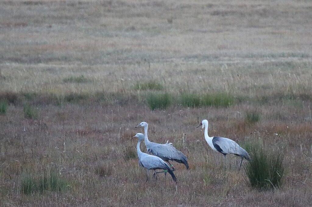 The hybrid fledgling at 6 months old standing in between its parents, a wattled crane father and a blue crane mother. Photo: Jacquie van der Westhuizen