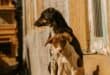 Two dogs. Photo: Pexels
