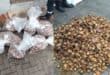 During the first search at premises in Warbler Street, officers confiscated 20 bags containing 4 379 units of abalone, with an estimated street value of R480 000.