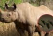 File image of rhinos. INSERT: Bullets. Photo: Pexels/Canva