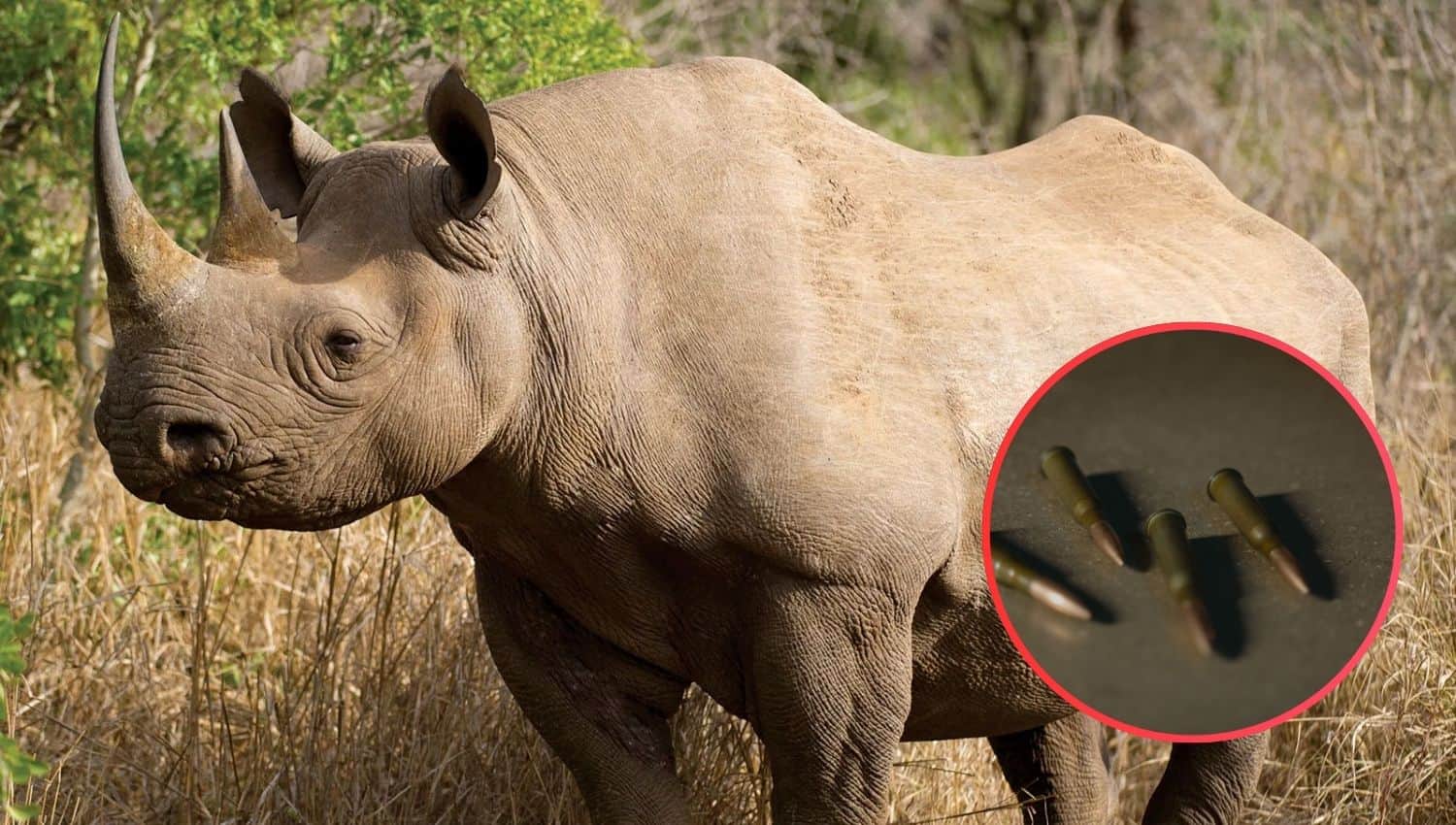 Three rhinos found dead after anti-poaching shootout