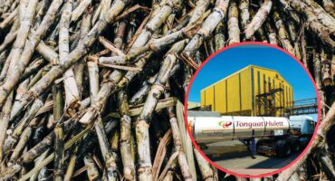 Sugar cane. InsertL Tongaat-Hullet. Photo: Pexels/Supplied