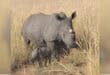 Rescued rhinos defy the odds, give birth after returning to the wild