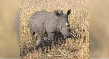 A rhino with her calf. Photo Ezemvelo KZN Wildlife