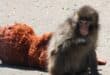 Baby monkey Punch to celebrate first birthday