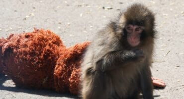 Baby monkey named Punch is seen with IKEA Djungelskog plush toy at Ichikawa City Zoo in Ichikawa, Japan on March 21, 2026. Photo: AFP