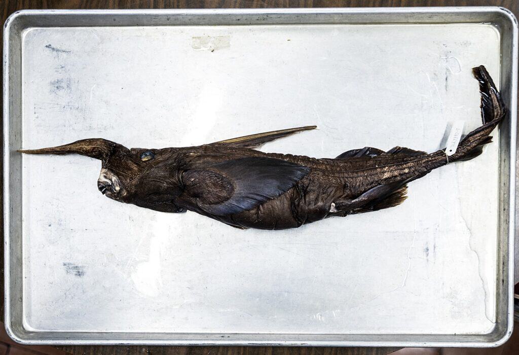 This image shows the newly discovered Costa Rican ghost shark (Rhinochimaera costaricana). Photo: AFP